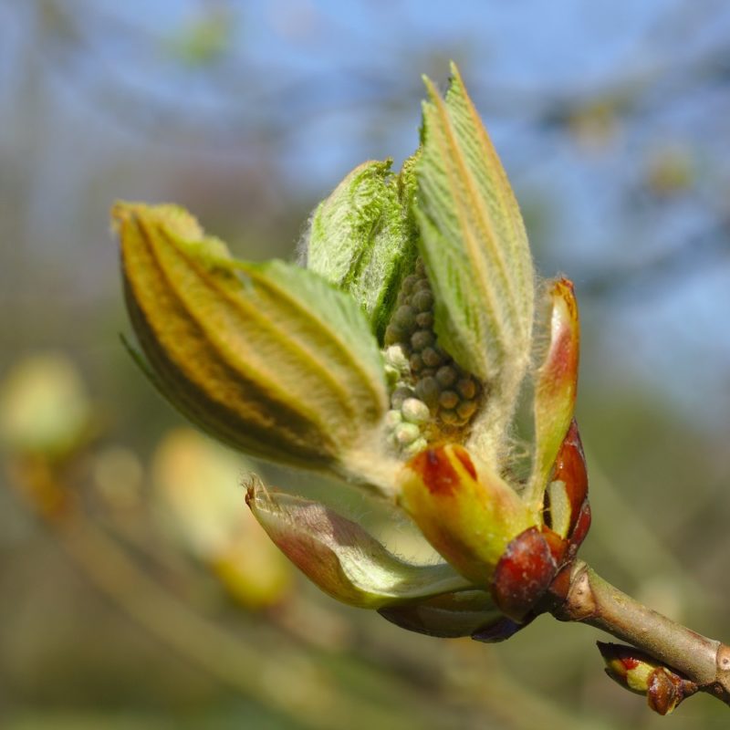 Chestnut Buds - Piodoor.com